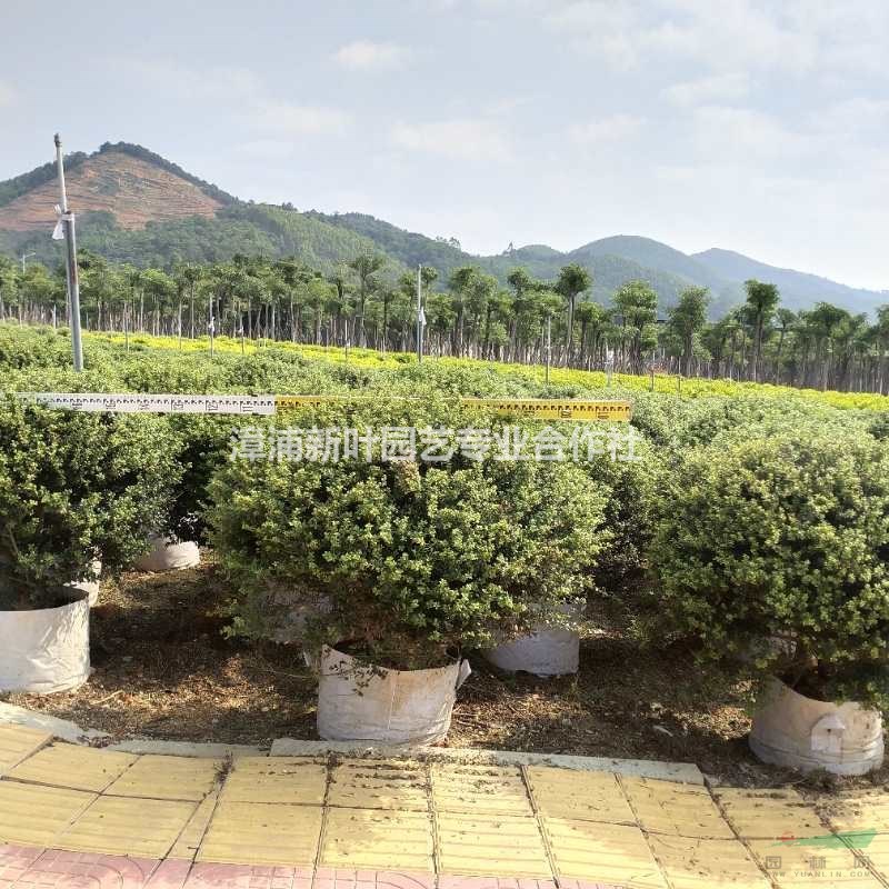 大小規(guī)格龜甲冬青球 福建龜甲冬青球 基地