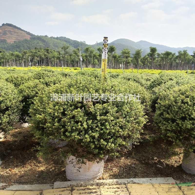 大小規(guī)格龜甲冬青球 福建龜甲冬青球 基地