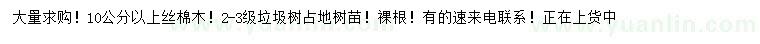 求購10公分以上絲棉木