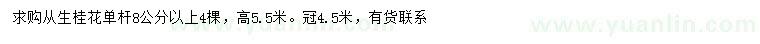 求購8公分以上叢生桂花