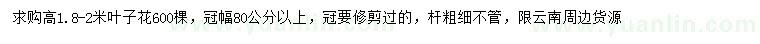 求購高1.8-2米葉子花