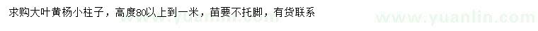 求購高0.8-1米大葉黃楊柱