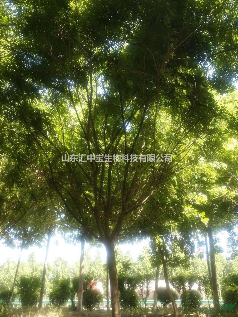 山東地區(qū)常年供應(yīng)5-30公分國(guó)槐