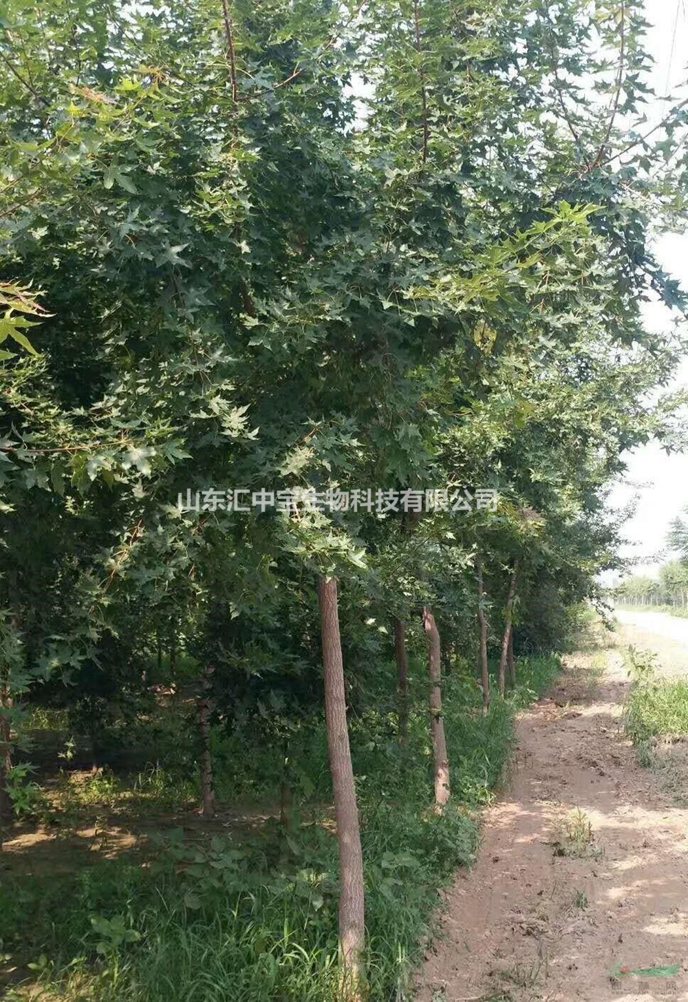 批發(fā)供應(yīng)元寶楓樹，大小規(guī)格元寶楓基地直供，質(zhì)優(yōu)價美