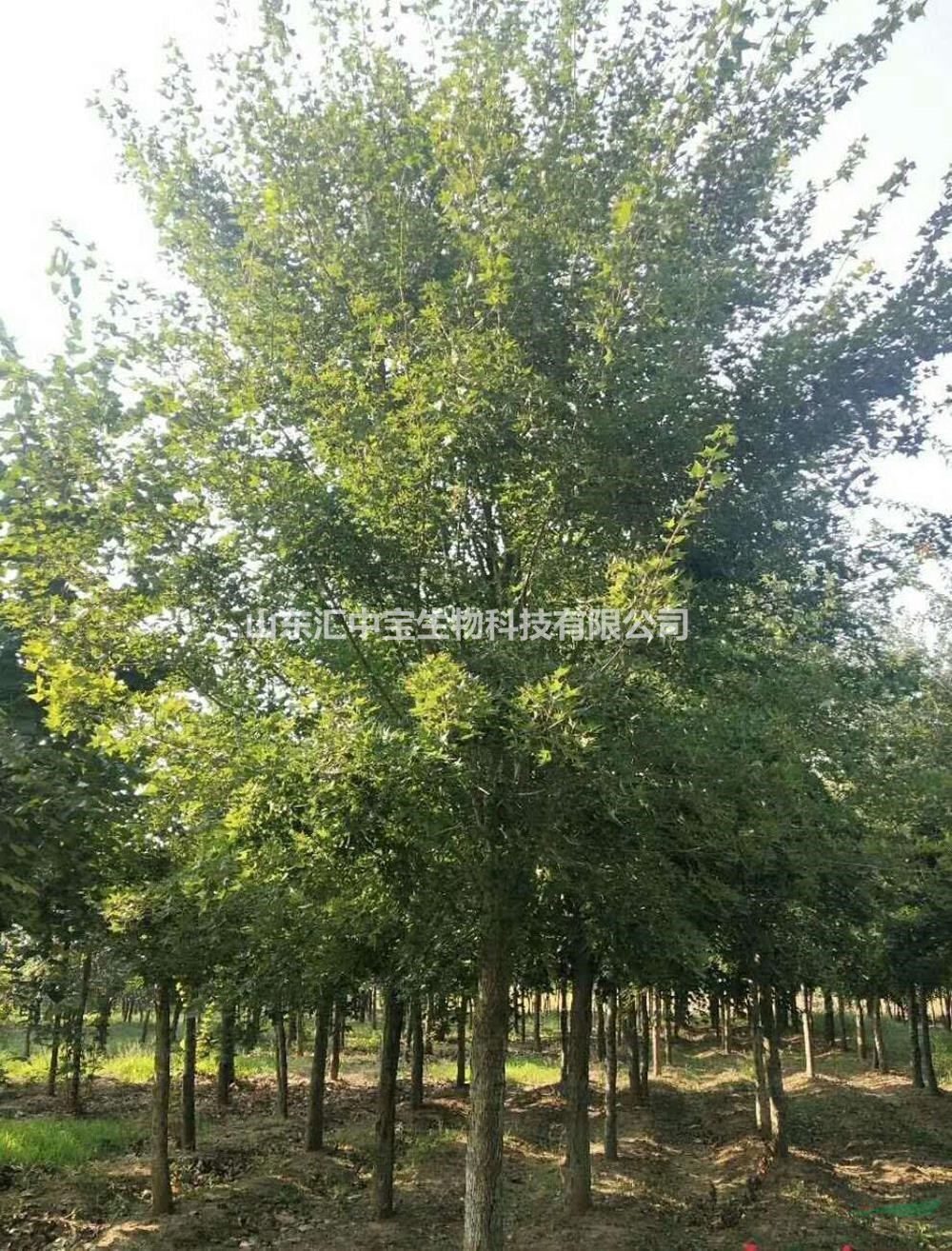批發(fā)供應(yīng)元寶楓樹，大小規(guī)格元寶楓基地直供，質(zhì)優(yōu)價美