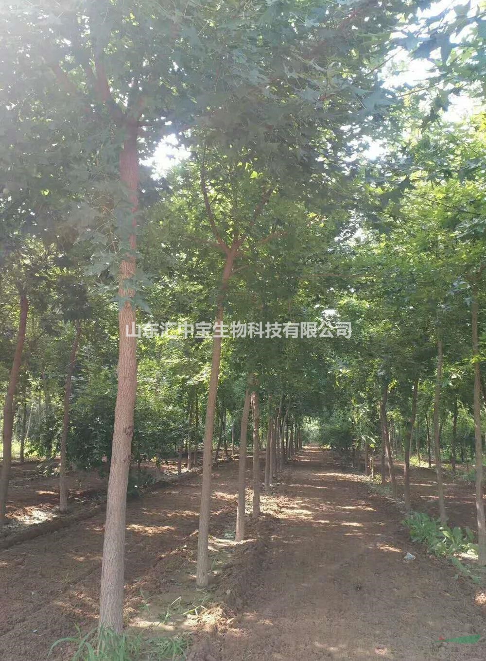 大量供應元寶楓小苗，元寶楓樹，精品元寶楓，元寶楓工程苗