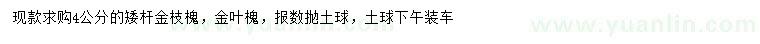 求購(gòu)4公分金枝槐、金葉槐