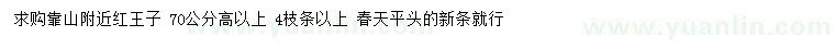 求購高70公分紅王子錦帶