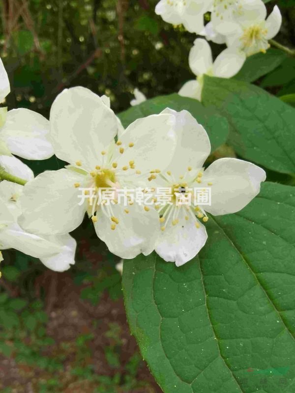 大花溲蘇