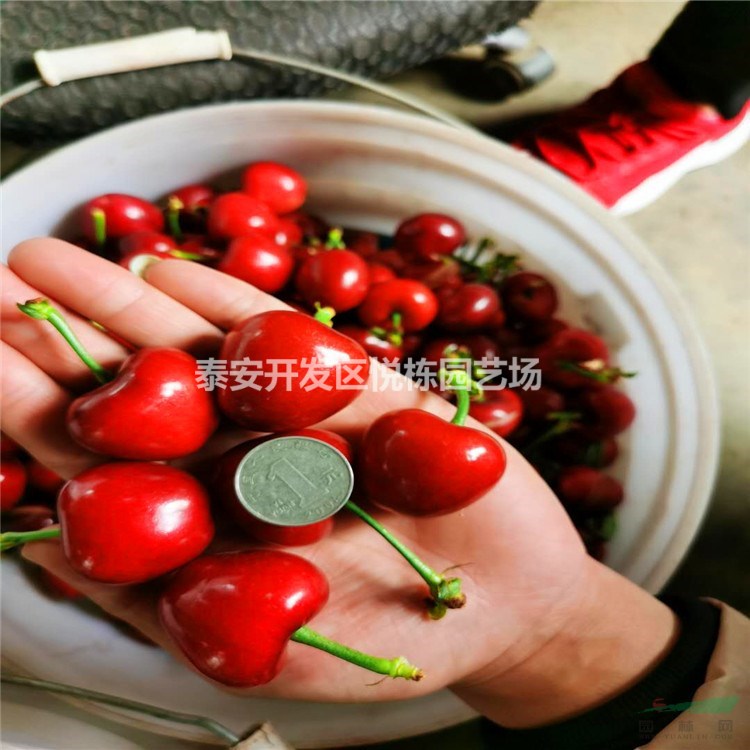 新魯櫻3號櫻桃樹苗價(jià)格 一公分魯櫻3號栽培管理結(jié)果早