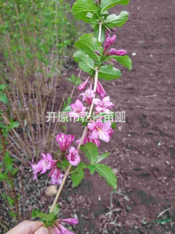 四季錦帶，粉花錦帶，錦帶粉，開原市乾景苗圃