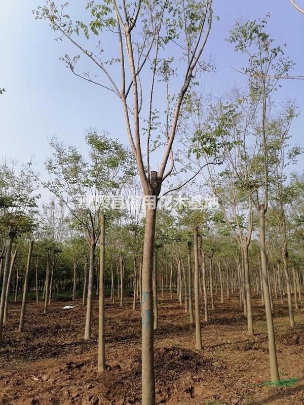 河南欒樹14公分，如圖