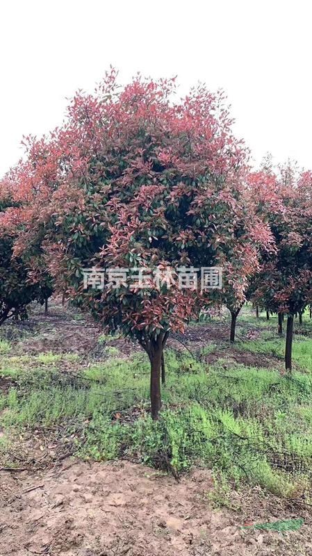 2020年4-10公分紅葉石楠樹價(jià)格