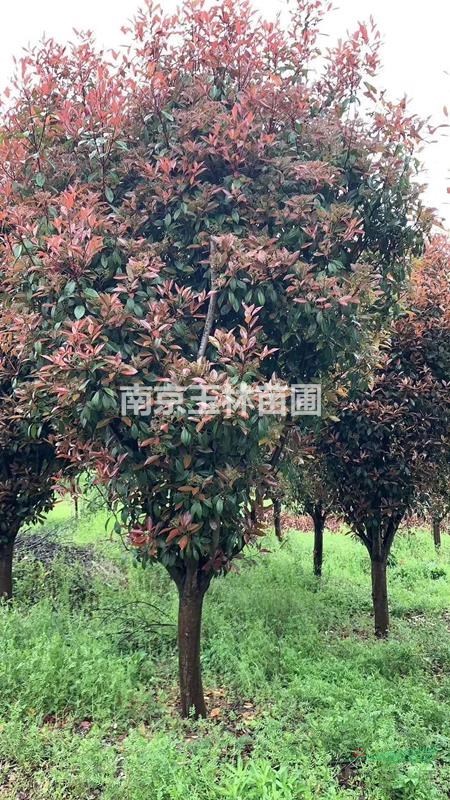 2020年4-10公分紅葉石楠樹價(jià)格
