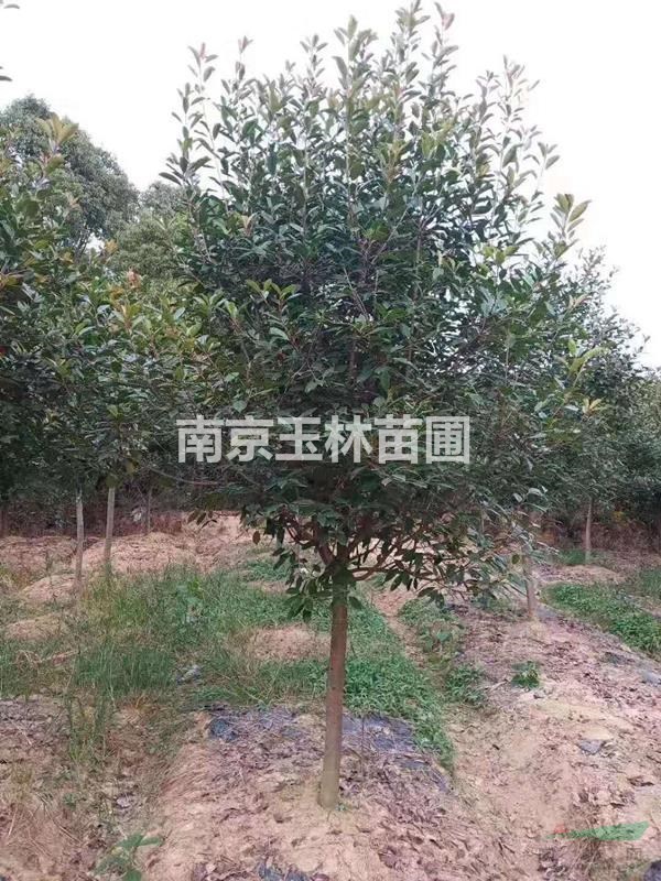 2020年12-18公分紅葉石楠樹價(jià)格