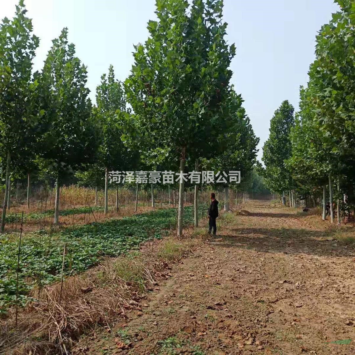 供應18公分法桐20公分法桐價格
