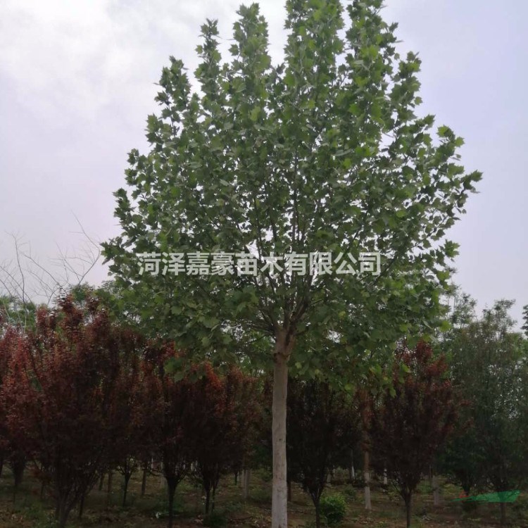 供應18公分法桐20公分法桐價格
