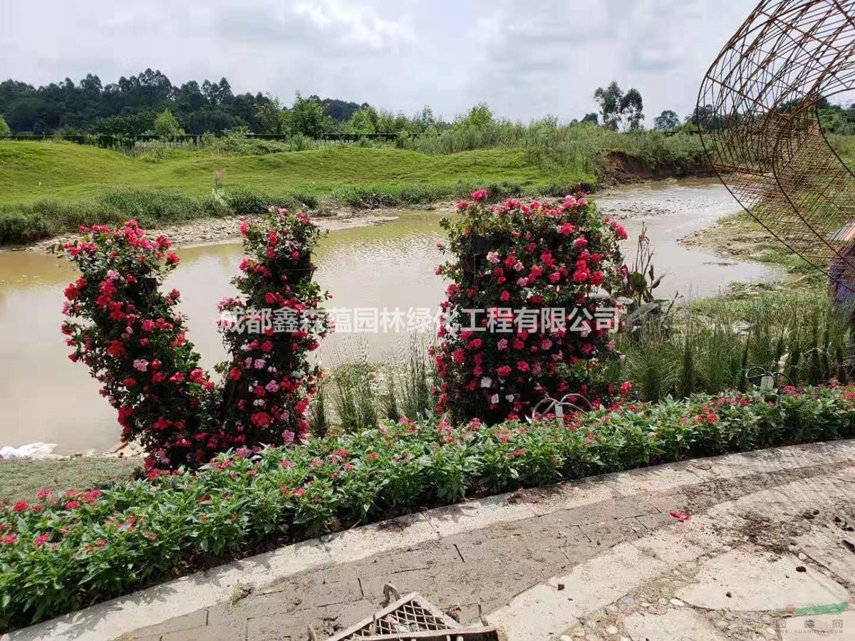 成都真植物綠雕 成都五色草雕塑 四川草花植物墻造型