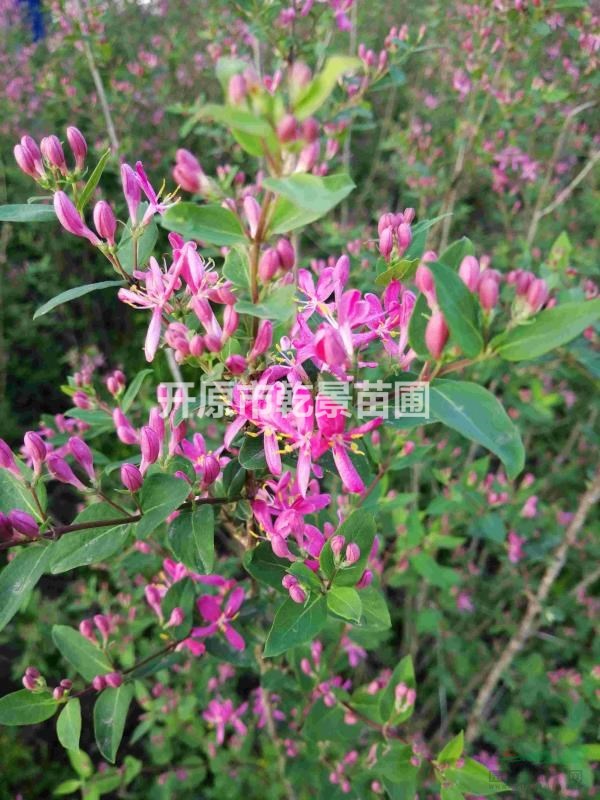 藍(lán)葉忍冬