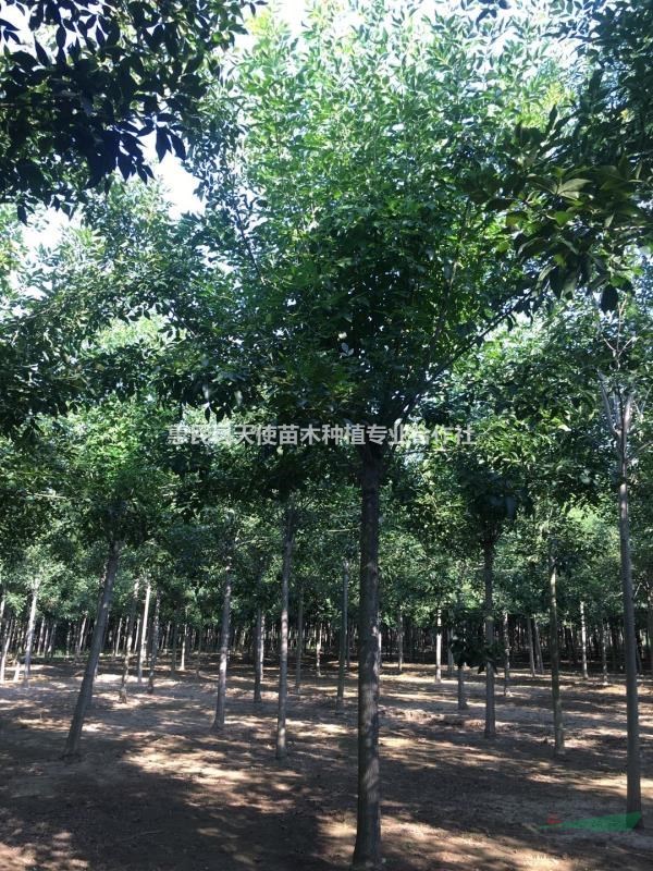 退林還田，12公分白蠟低價出售中