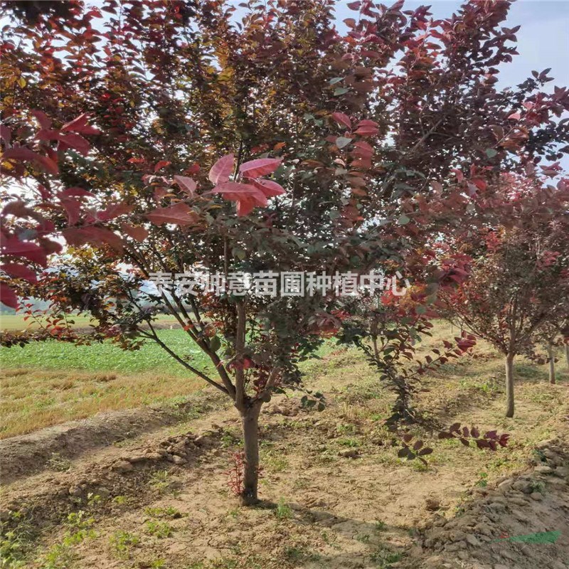 哪里有特选8公分红叶李冠幅2米红叶李种植户