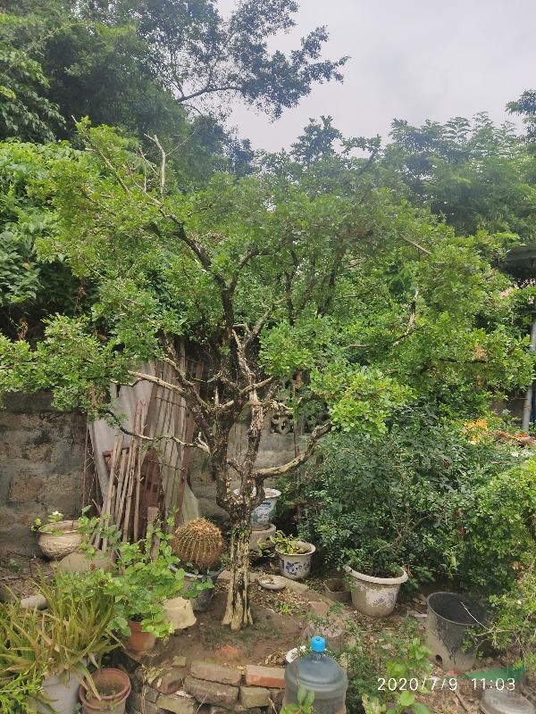 七里香，七里香莊景，九里香