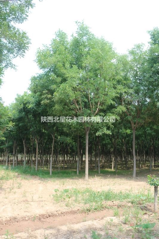 陜西國槐價格 國槐圖片 國槐產地 國槐綠化苗木苗圃基地