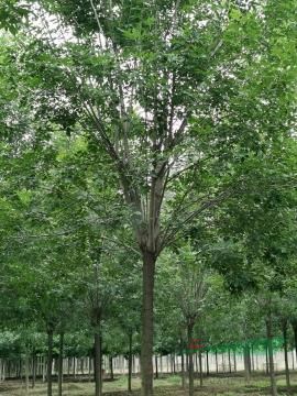 哪里有18公分20公分一级白蜡树价格多少