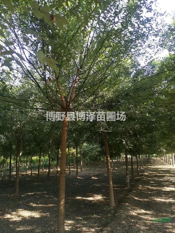 12公分國槐，15公分國槐價格，國槐種植基地，國槐種植技術(shù)