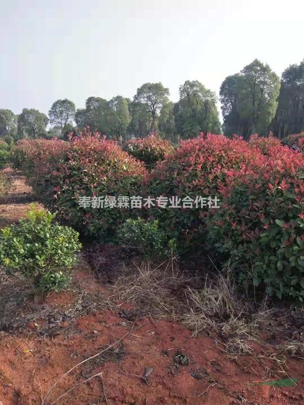 有冠幅80-120紅葉石楠小毛球出售，數(shù)量30000棵左右。