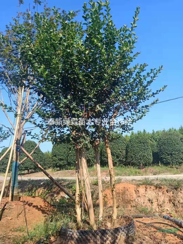 江西速生紫薇基地，&紫薇花色，%速生紫薇價格？