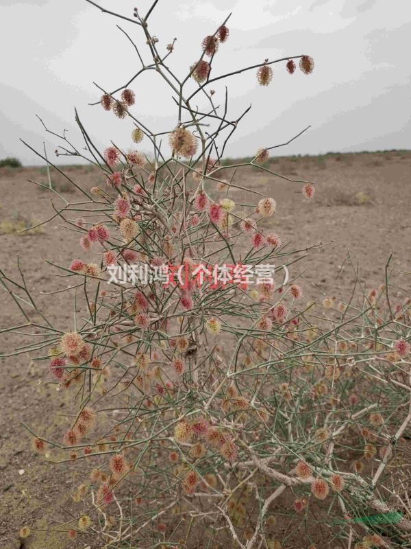 沙拐棗種子哪里可以買(mǎi)到，沙拐棗種子哪家靠譜