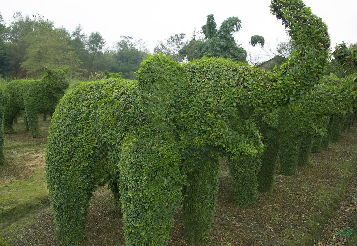 小葉女貞造型基地供應(yīng)，植物編織動物造型基地，植物海馬多少錢