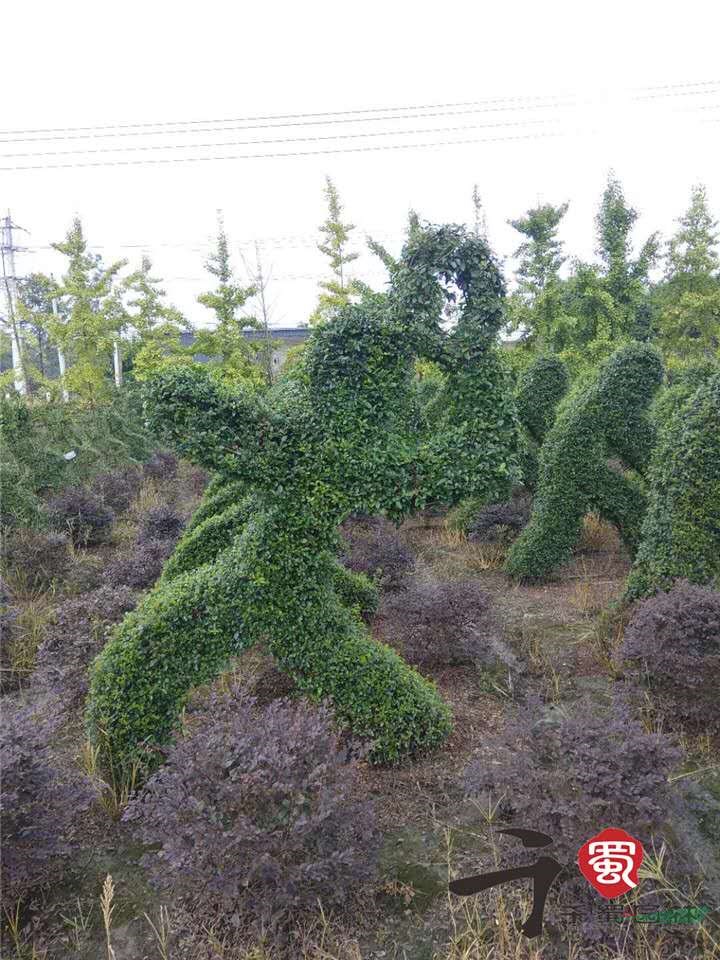 小葉女貞造型基地供應(yīng)，植物編織動物造型基地，植物海馬多少錢