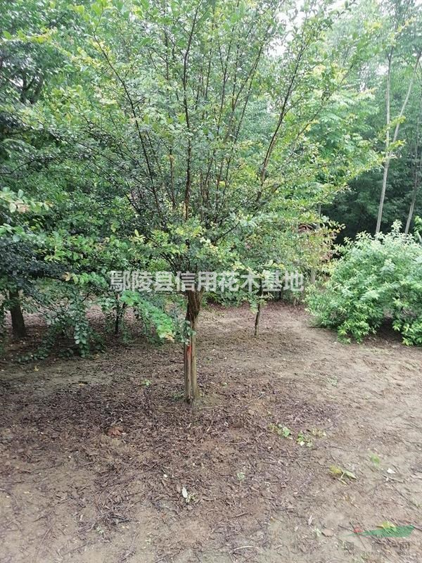 河南鄢陵3一12公分紫薇