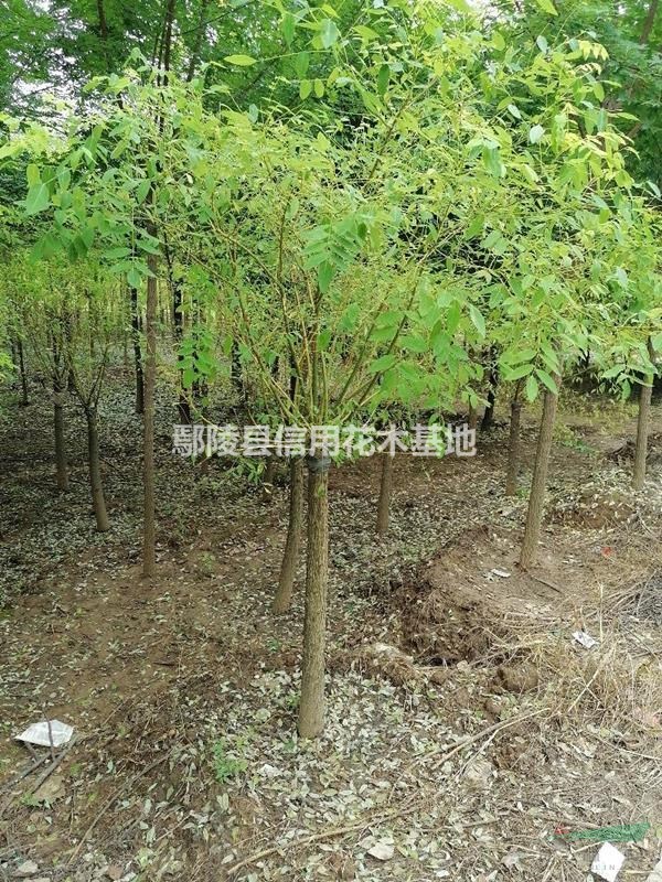 河鄢陵高，低嫁接金葉槐