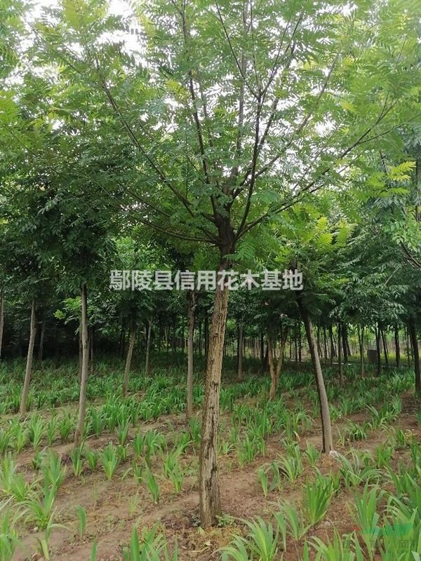 河鄢陵高，低嫁接金葉槐