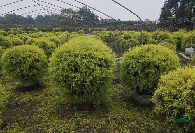 黃金紅千層袋苗基地，黃金紅千層種植戶，黃金紅千層球價格