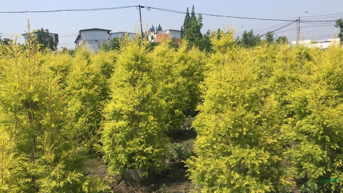 黃金紅千層袋苗基地，黃金紅千層種植戶，黃金紅千層球價格