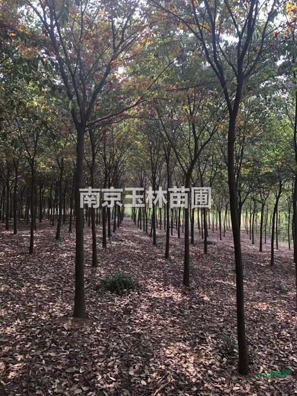 2020年5-22公分櫸樹價(jià)格