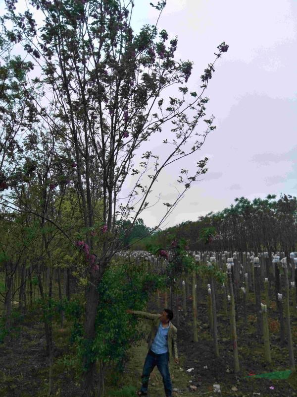 香花槐/香花槐價格/香花槐基地/香花槐批發(fā)/