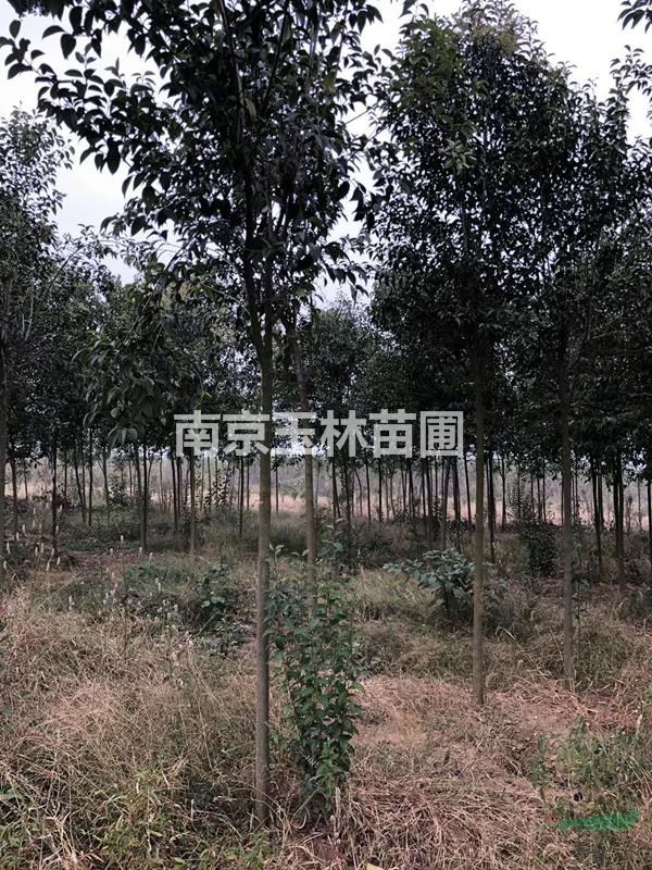 2020年3-15公分大葉女貞價格
