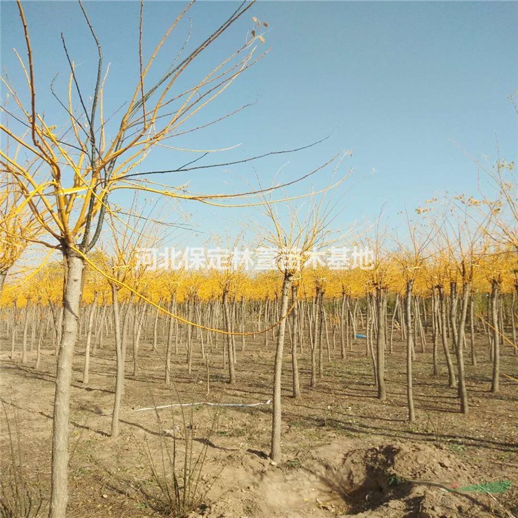 河北保定金枝槐低價處理5-15公分金枝槐自家苗圃