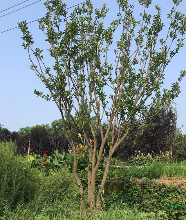 景觀柚子樹(shù)種植基地，柚子樹(shù)叢生價(jià)格，單桿柚子樹(shù)價(jià)格