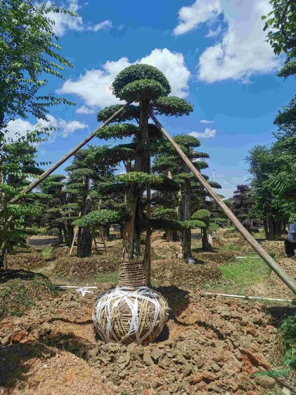 基地直销小叶女贞，造型小叶女贞小叶女贞柱，湖南小叶女贞柱价格