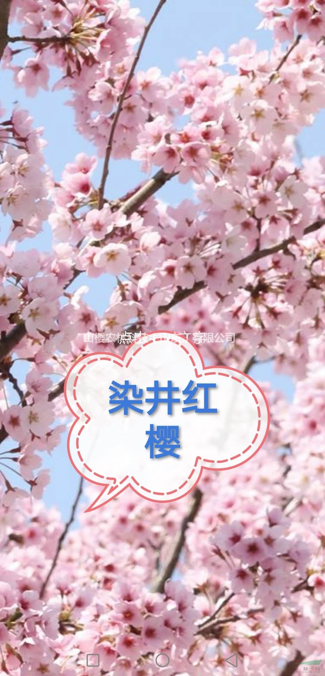 開(kāi)紅花的染井吉野--染井紅櫻