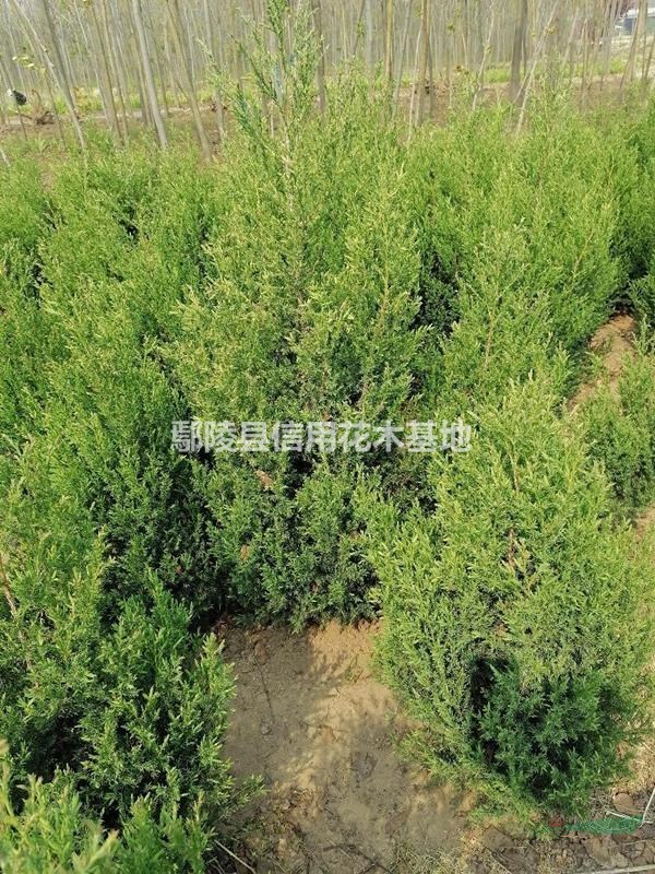 河南鄢陵5O一2，5米高儈柏，刺柏