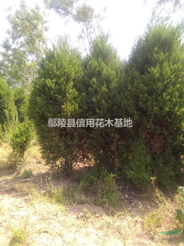 河南鄢陵5O一2，5米高儈柏，刺柏