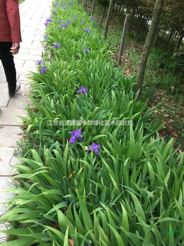 供應(yīng)鳶尾 藍(lán)花鳶尾 地被植物