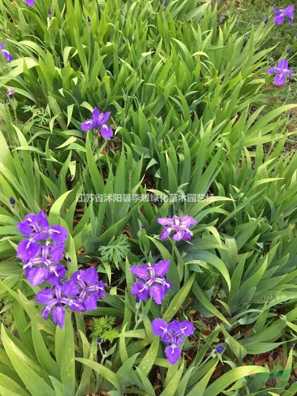 供應(yīng)鳶尾 藍(lán)花鳶尾 地被植物